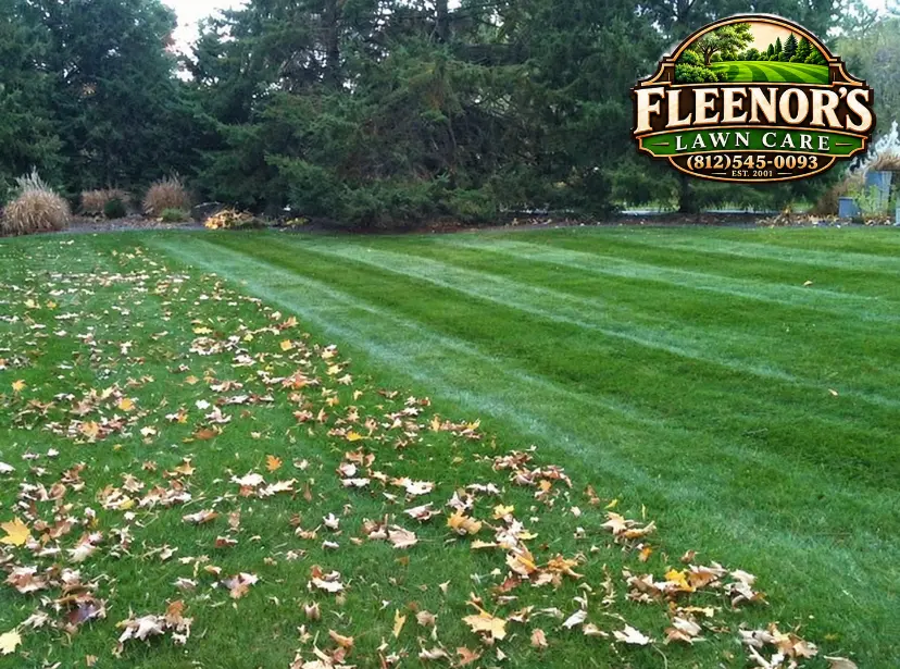 A striped green lawn bordered by evergreens with autumn leaves along the edge