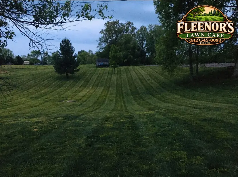 Neatly striped sloping lawn bordered by evergreen trees